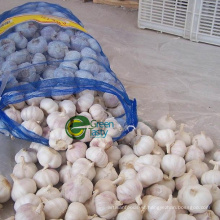 Wholesale Garlic Price in China